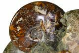 Tall, Aesthetic Cluster Of Polished Ammonite Fossils #116294-2